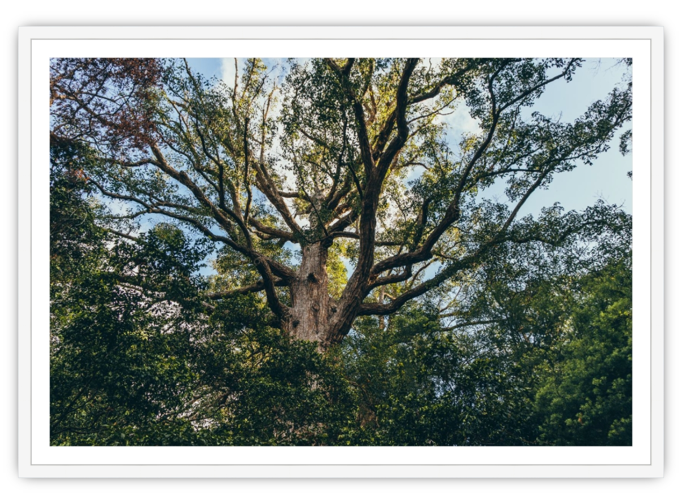 Branches - The Local Eye Store