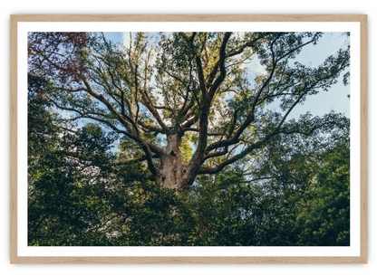 Branches - The Local Eye Store