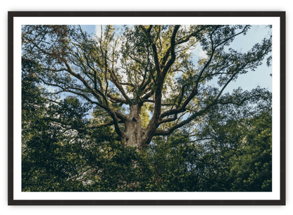 Branches - The Local Eye Store